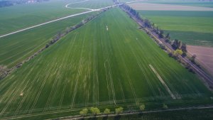 Pszenica i jęczmień ozime - 07.04.2019 - zdjęcie z drona
