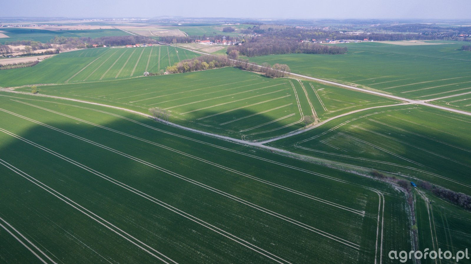 Pszenica ozima - 07.04.2019 - zdjęcie z drona