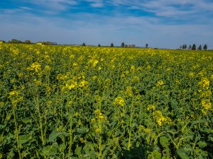 Rzepak Atora F1 - 20.04.2019