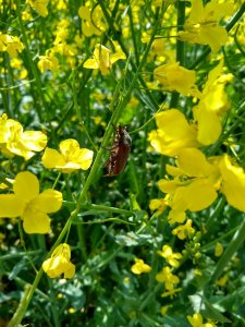 Rzepak Sundance + chrabąszcz