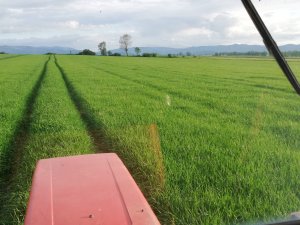 Jęczmień jary browarny charles 