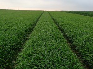 jęczmień jary Vermont 