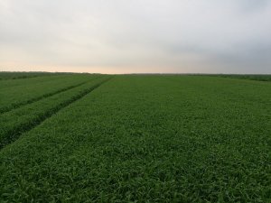 jęczmień jary Vermont