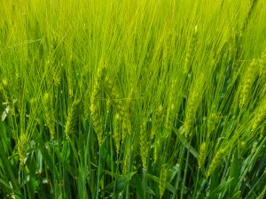 Jęczmień Mirabelle - 26.05.2019