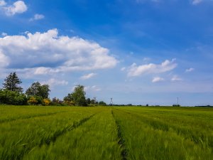 Jęczmień Mirabelle - 26.05.2019