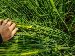 Jęczmień Mirabelle - 26.05.2019