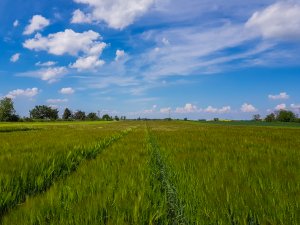 Jęczmień ozimy SU Hylona F1 - 19.05.2019