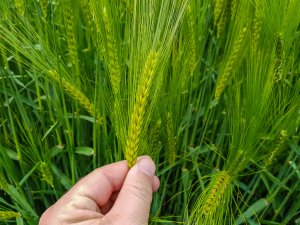 Jęczmień ozimy SU Hylona F1 - 26.05.2019