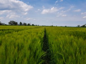 Jęczmień ozimy SU Hylona F1 - 26.05.2019