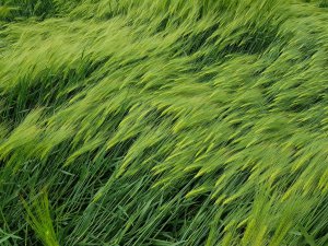 Jęczmień su hylona f1 25.05.2019