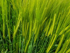 Jęczmień SU Vireni - 26.05.2019