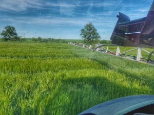 jęczmień vireni i hylona f1 24.05.2019
