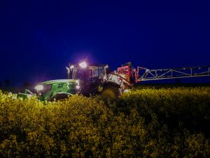 Jeleń w rzepaku atora - 01.05.2019 - oprysk na płatka