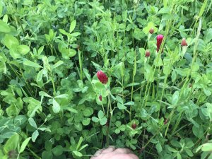 Koniczyna inkarnatka