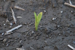 Kukurydza MAS 03.05.2019