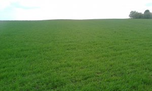 Mieszanka jęczmień owies pszenica