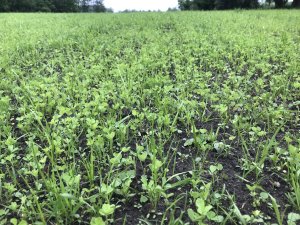 Mieszanka motylkowych + trawy