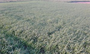 Mieszanka pszenica jęczmień owies