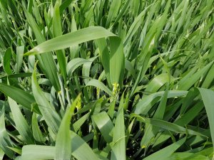 pszenica artist 25.05.2019