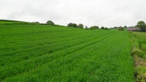 Pszenica HARENDA stan  na 29 maj