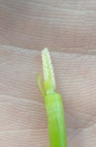 Pszenica jara Goplana