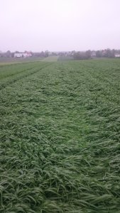 Pszenica jara Tybalt