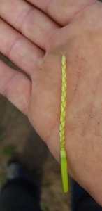 Pszenica Kilimandżaro 