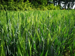 Pszenica KWS Fenomen 