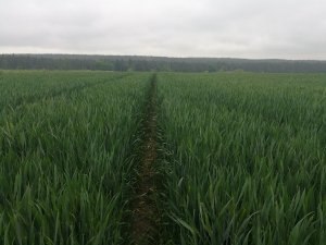 Pszenica Kws Fenomen
