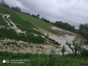 Pszenica ozima & bobik