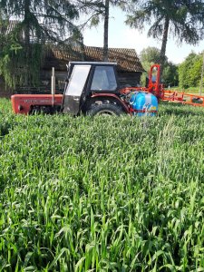 Pszenica ozima bogatka