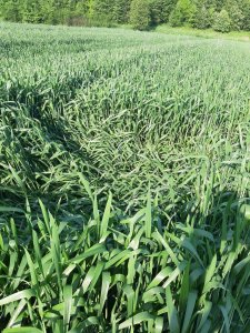 Pszenica ozima bogatka