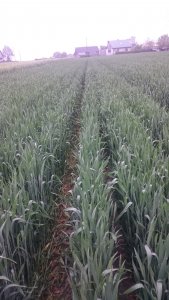 Pszenica ozima Bonanza