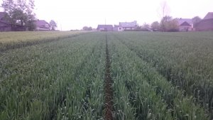 Pszenica ozima Bonanza