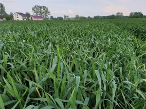 Pszenica ozima Hondia 