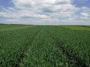 Pszenica ozima Metronom