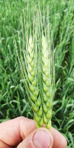 Pszenica ozima Mewa.