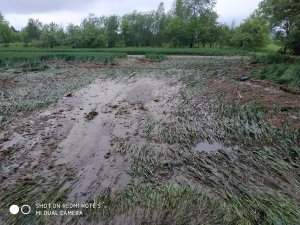 Pszenica ozima ostroga