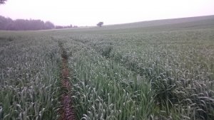 Pszenica ozima Zeppelin