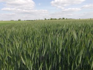 Pszenżyto ozime Panteon 