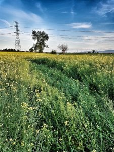 Rzepak Prince f1 24.05.2019