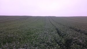 Pszenica ozima LG Jutta/ Zeppelin