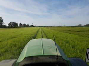 t3 jęczmień ozimy vireni 