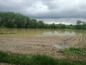 Zalane pole kukurydzy i łąka