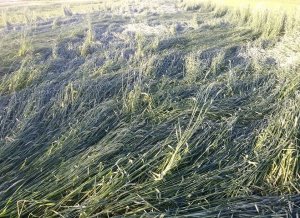 Żyto hybrydowe performer