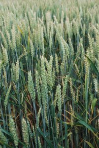 Belissa 23.06 (2).JPG