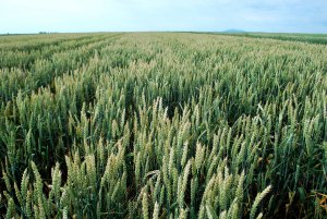 Belissa 23.06 (3).JPG