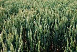 Belissa 23.06 (5).JPG