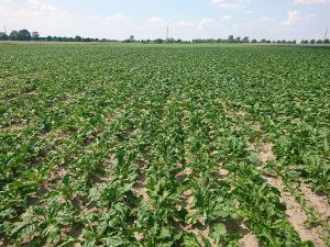 Buraki cukrowe 05.06.2019r.