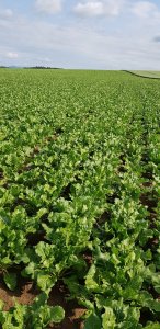 Buraki cukrowe stan na dzisiaj 